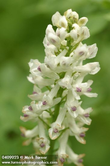 Corydalis caseana