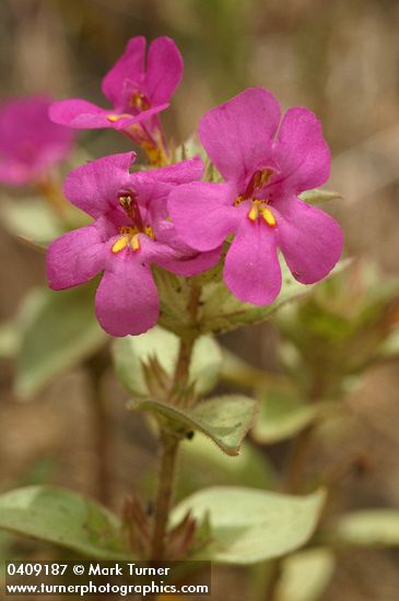 Mimulus cusickii