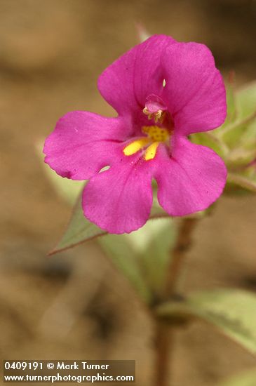 Mimulus cusickii