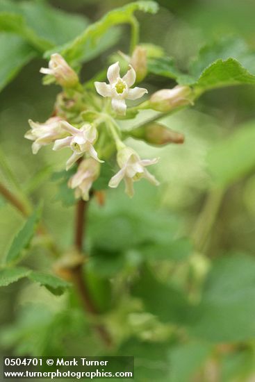 Ribes viscosissimum