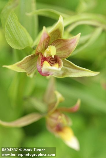 Epipactis gigantea