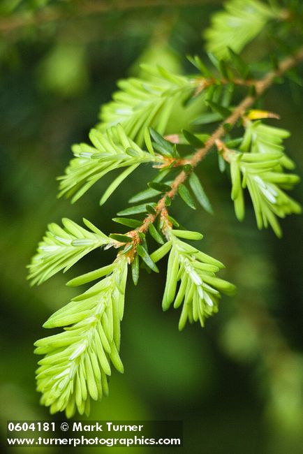 Tsuga heterophylla