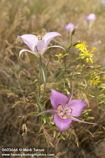 Calochortus macrocarpus; Crepis atribarba