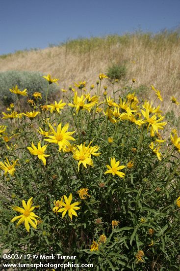 Helianthus cusickii