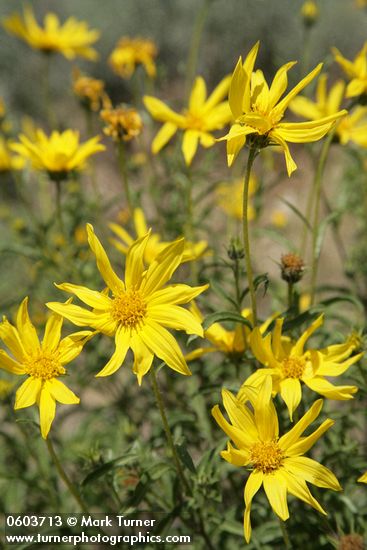 Helianthus cusickii