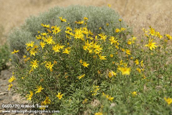 Helianthus cusickii