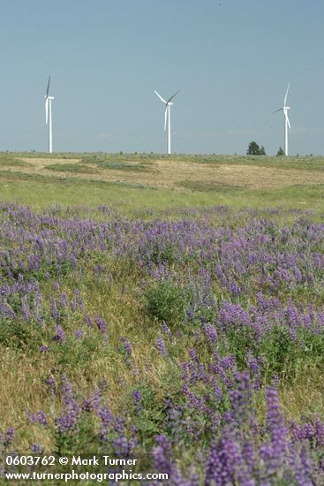 Lupinus bingenensis var. subsaccatus