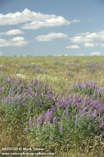 Lupinus bingenensis var. subsaccatus