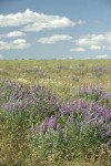 Bingen Lupines in meadow