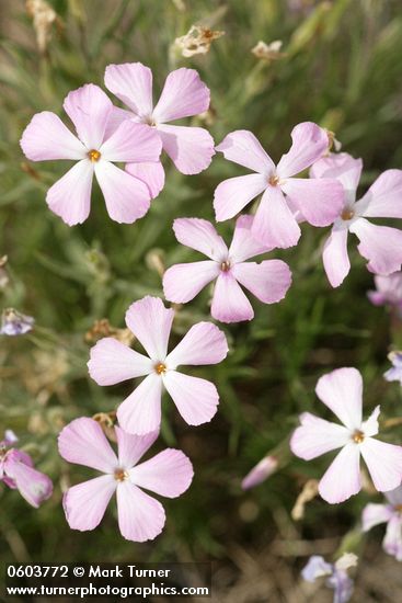 Phlox viscida