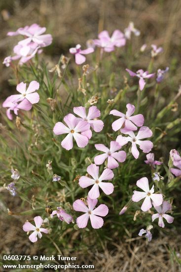 Phlox viscida