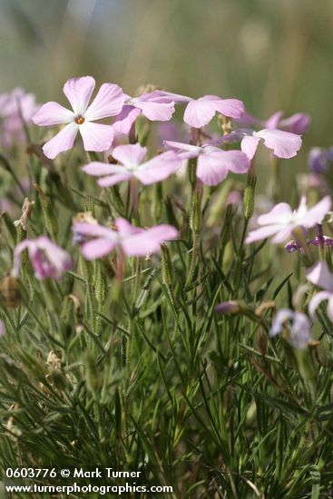 Phlox viscida