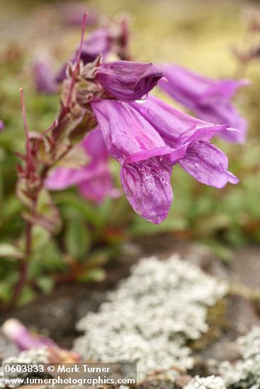 Penstemon davidsonii