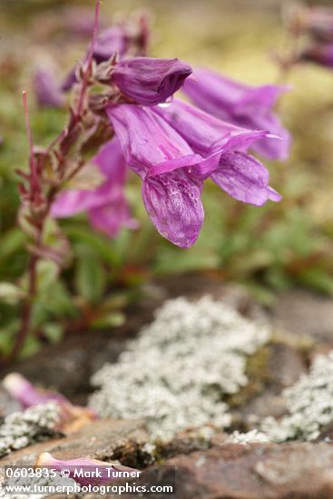 Penstemon davidsonii