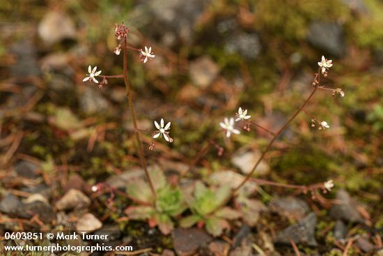 Saxifraga ferruginea