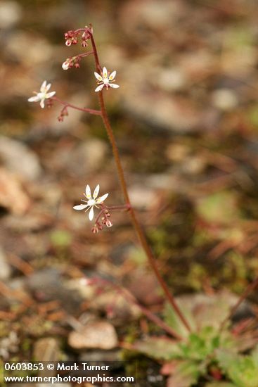 Saxifraga ferruginea