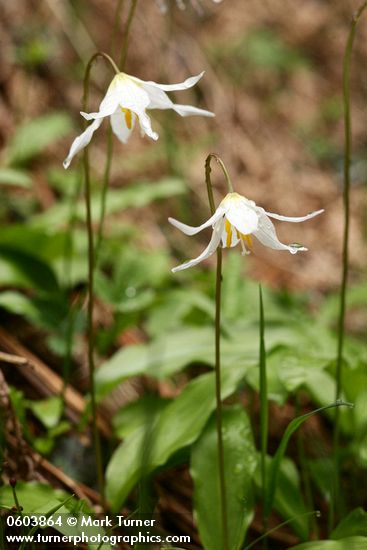 Erythronium elegans