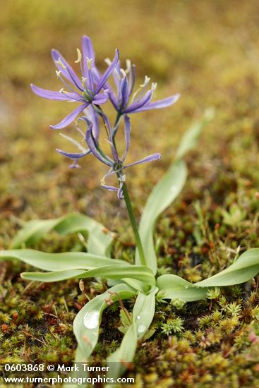 Camassia quamash ssp. breviflora