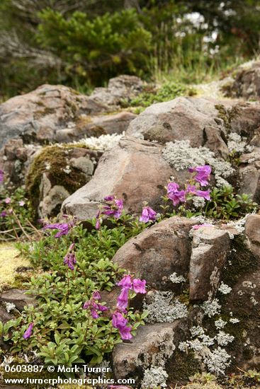 Penstemon davidsonii