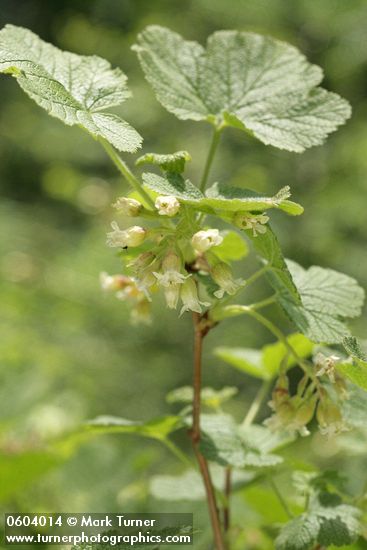 Ribes viscosissimum