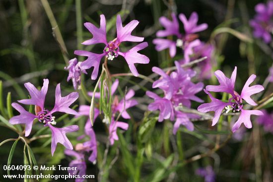 Clarkia pulchella