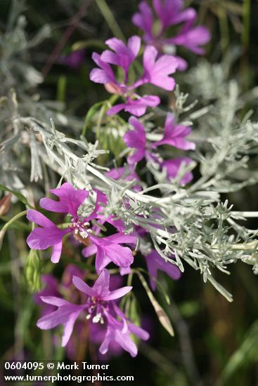 Clarkia pulchella; Artemisia tripartita