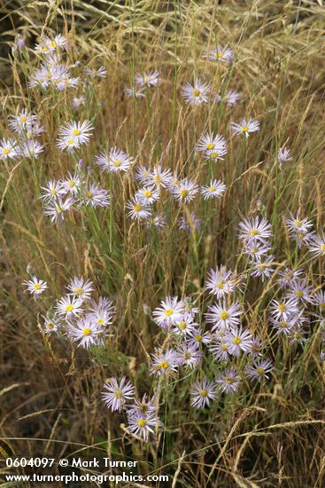 Erigeron corymbosus