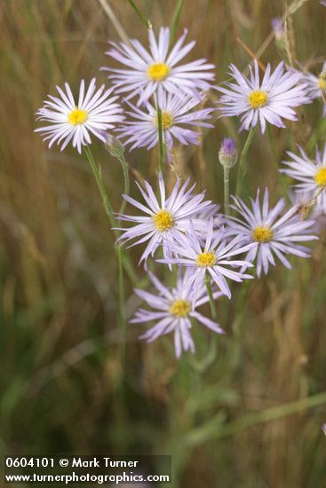 Erigeron corymbosus