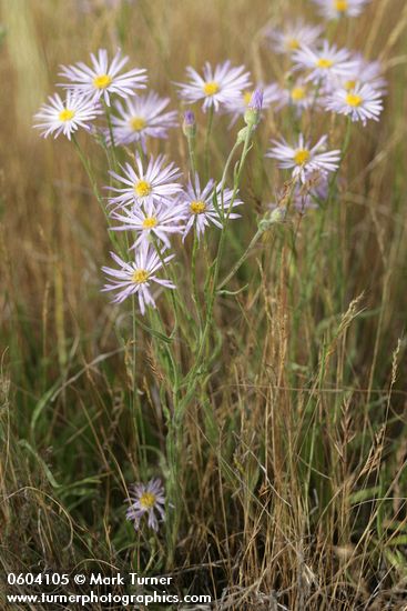 Erigeron corymbosus