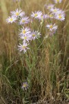 Foothill Daisies