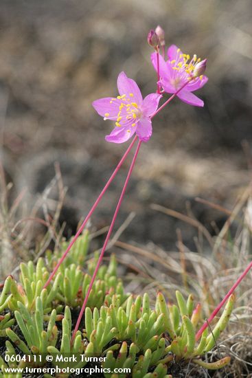 Talinum spinescens