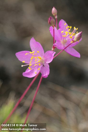 Talinum spinescens