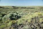 Round-headed Desert Buckwheat, Threetip Sagebrush at edge of dry watercourse