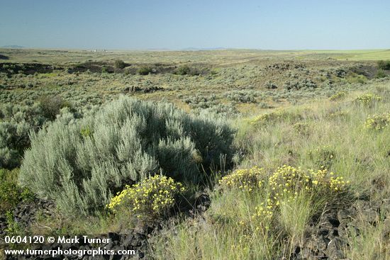 Eriogonum sphaerocephalum; Artemisia tripartita