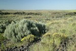 Round-headed Desert Buckwheat, Threetip Sagebrush at edge of dry watercourse