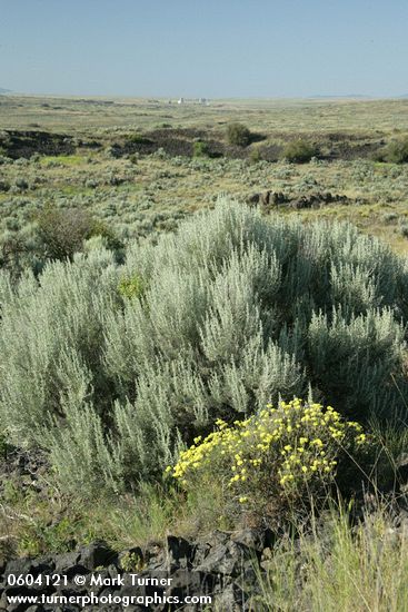 Eriogonum sphaerocephalum; Artemisia tripartita