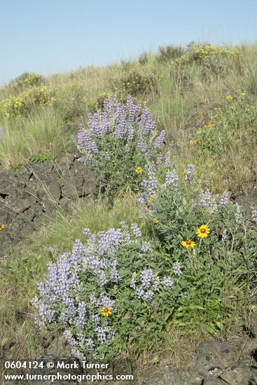 Lupinus bingenensis var. subsaccatus; Gaillardia aristata