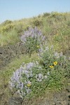 Bingen Lupines & Blanket Flower