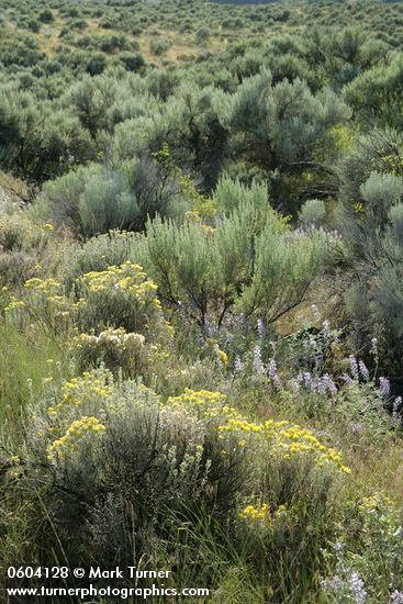 Eriogonum sphaerocephalum; Artemisia tripartita