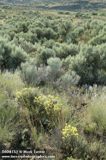 Eriogonum sphaerocephalum; Artemisia tripartita