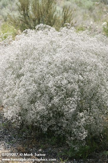 Gypsophila paniculata