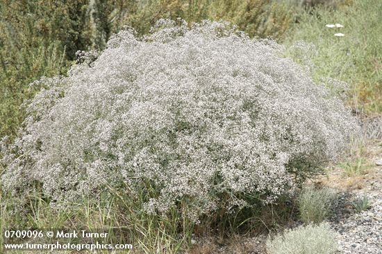 Gypsophila paniculata