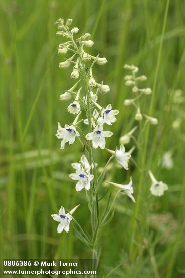 Delphinium leucophaeum (D. nuttallii ssp. ochroleucum)