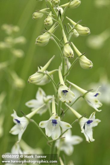 Delphinium leucophaeum (D. nuttallii ssp. ochroleucum)