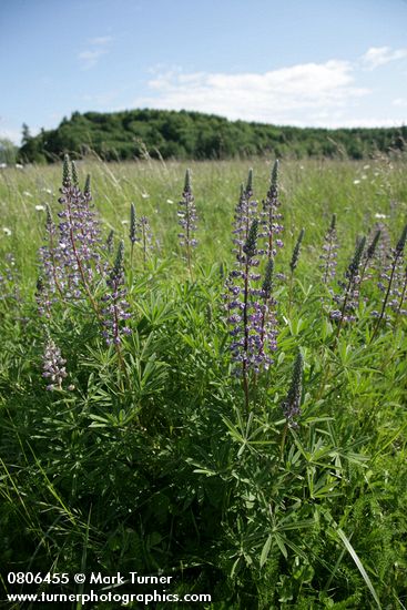 Lupinus sulphureus ssp. kincaidii