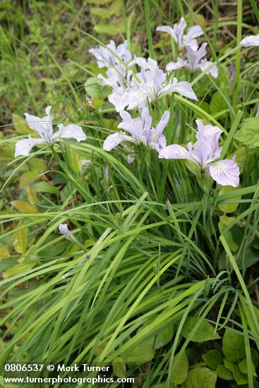 Iris tenax