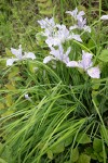 Toughleaf Iris