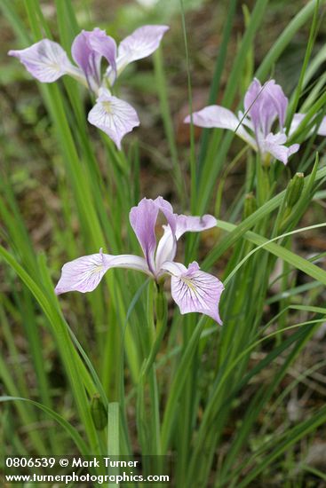 Iris tenax