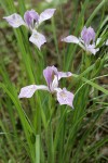 Toughleaf Iris blossoms & foliage