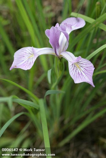 Iris tenax